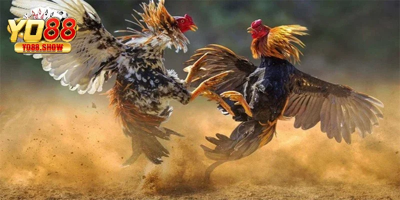 Đổi thưởng nhanh chóng khi chơi chọi gà tại cổng game