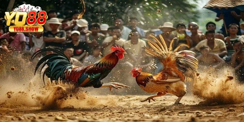 Xem chọi gà 12 con giáp theo phong thủy