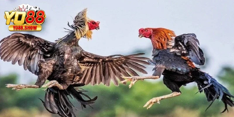 Giới thiệu về loại hình đá gà cựa tròn