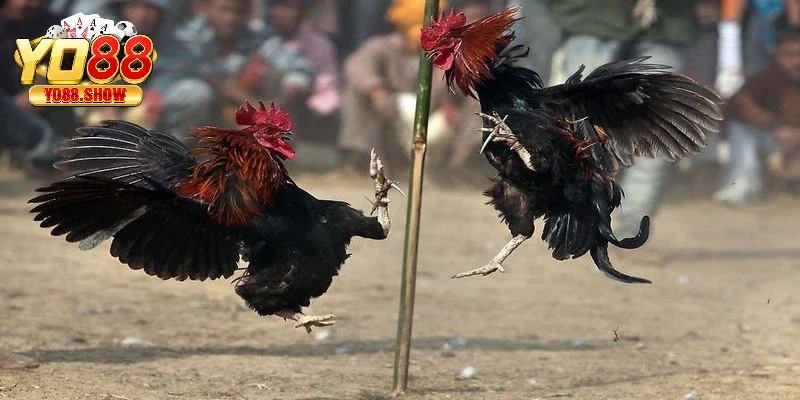 Tổng hợp thông tin đặt cược từ các cao thủ khác khi chơi chọi gà