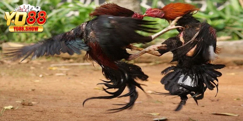 Hiểu rõ quy tắc và luật chơi giúp bạn đặt cược đá gà hiệu quả