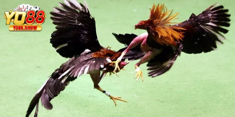 Trực tiếp đá gà Thomo là hình thức được ưa chuộng hiện nay